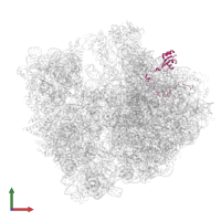 50S ribosomal protein L15 in PDB entry 8am9, assembly 1, front view.