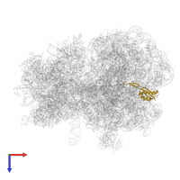 50S ribosomal protein L22 in PDB entry 8am9, assembly 1, top view.