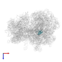 50S ribosomal protein L27 in PDB entry 8am9, assembly 1, top view.