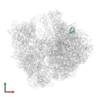 50S ribosomal protein L30 in PDB entry 8am9, assembly 1, front view.