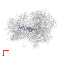 Initiator tRNA in PDB entry 8am9, assembly 1, top view.