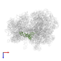 Leucine tRNA in PDB entry 8am9, assembly 1, top view.