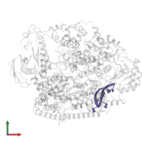 RNA (5'-R(*AP*CP*AP*CP*AP*GP*AP*GP*AP*CP*GP*CP*CP*CP*AP*GP*AP*UP*GP*A*)-3') in PDB entry 8asg, assembly 1, front view.