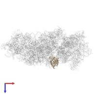 Small ribosomal subunit protein uS2 in PDB entry 8auv, assembly 1, top view.