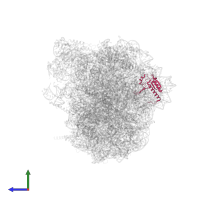 Ribosomal eL28/Mak16 domain-containing protein in PDB entry 8azw, assembly 1, side view.