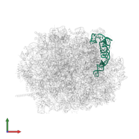 5S ribosomal RNA in PDB entry 8azw, assembly 1, front view.