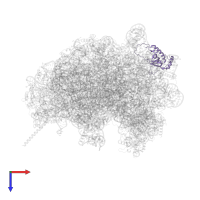 Large ribosomal subunit protein uL6 N-terminal domain-containing protein in PDB entry 8azw, assembly 1, top view.