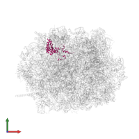 Ribosomal protein L15 in PDB entry 8azw, assembly 1, front view.