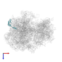 Large ribosomal subunit protein bL21 in PDB entry 8b7y, assembly 1, top view.