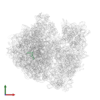 Large ribosomal subunit protein bL34 in PDB entry 8b7y, assembly 1, front view.