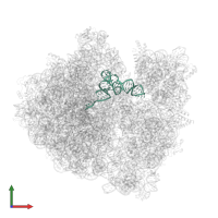 P-tRNA fMet in PDB entry 8b7y, assembly 1, front view.