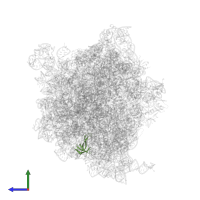 Small ribosomal subunit protein uS17 in PDB entry 8b7y, assembly 1, side view.
