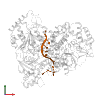 RNA (5'-R(P*UP*UP*UP*UP*UP*UP*UP*UP*UP*UP*U)-3') in PDB entry 8b9g, assembly 1, front view.