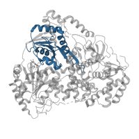 The deposited structure of PDB entry 8b9j contains 1 copy of Pfam domain PF00271 (Helicase conserved C-terminal domain) in Dosage compensation regulator mle. Showing 1 copy in chain A.