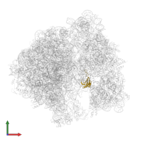 Small ribosomal subunit protein uS11 in PDB entry 8bgh, assembly 1, front view.