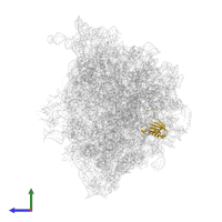 Small ribosomal subunit protein uS11 in PDB entry 8bgh, assembly 1, side view.