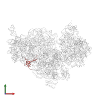 Small ribosomal subunit protein uS17 in PDB entry 8bh6, assembly 1, front view.