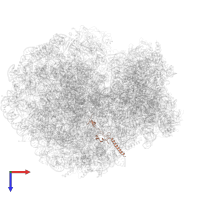 Large ribosomal subunit protein eL34 in PDB entry 8bhf, assembly 1, top view.