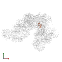 Acyl carrier protein 1, mitochondrial in PDB entry 8bpx, assembly 1, front view.