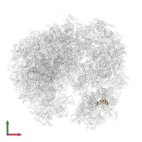 Ribosomal protein S29e in PDB entry 8brm, assembly 1, front view.