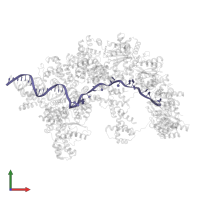 DNA (41-MER) in PDB entry 8btg, assembly 1, front view.