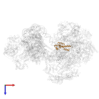 RNA polymerase Rpb4/RPC9 core domain-containing protein in PDB entry 8byq, assembly 1, top view.