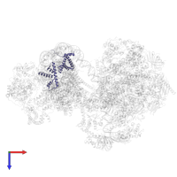 Histone H2B 1.1 in PDB entry 8byq, assembly 1, top view.