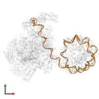 Non-template DNA in PDB entry 8bz1, assembly 1, front view.