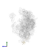 Small ribosomal subunit protein eS31 in PDB entry 8cah, assembly 1, side view.