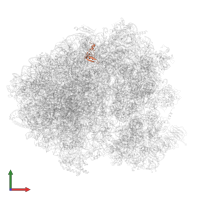 Large ribosomal subunit protein eL24A in PDB entry 8cdl, assembly 1, front view.