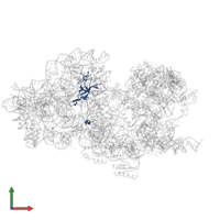 Small ribosomal subunit protein uS12 in PDB entry 8cdv, assembly 1, front view.