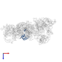 Small ribosomal subunit protein uS12 in PDB entry 8cdv, assembly 1, top view.