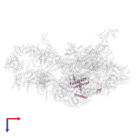 Mediator of RNA polymerase II transcription subunit 8 in PDB entry 8cen, assembly 1, top view.