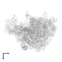 Large ribosomal subunit protein bL21 in PDB entry 8ceu, assembly 1, top view.