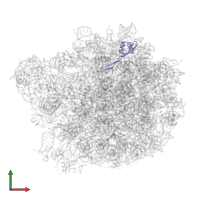 Large ribosomal subunit protein bL28 in PDB entry 8ceu, assembly 1, front view.