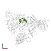 DNA/RNA (5'-D(*(GTP))-R(P*GP*CP*GP*GP*CP*AP*CP*G)-D(P*AP*CP*C)-3') in PDB entry 8d9d, assembly 1, front view.
