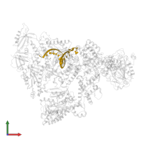 DNA (5'-D(*AP*TP*GP*GP*TP*CP*GP*TP*GP*CP*CP*GP*CP*CP*AP*AP*TP*AP*A)-3') in PDB entry 8d9d, assembly 1, front view.