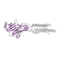 The deposited structure of PDB entry 8dn3 contains 4 copies of Pfam domain PF02931 (Neurotransmitter-gated ion-channel ligand binding domain) in Glycine receptor subunit alpha-1. Showing 1 copy in chain B [auth A].