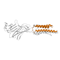 The deposited structure of PDB entry 8dn3 contains 4 copies of Pfam domain PF02932 (Neurotransmitter-gated ion-channel transmembrane region) in Glycine receptor subunit alpha-1. Showing 1 copy in chain B [auth A].