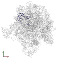 Large ribosomal subunit protein uL2 in PDB entry 8e30, assembly 1, front view.