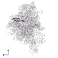 Large ribosomal subunit protein uL22 in PDB entry 8e30, assembly 1, side view.