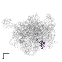 Large ribosomal subunit protein uL22 in PDB entry 8e30, assembly 1, top view.