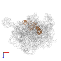 5S ribosomal RNA in PDB entry 8e32, assembly 1, top view.