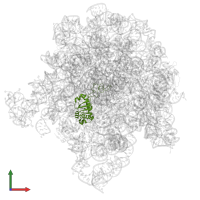 Large ribosomal subunit protein uL4 in PDB entry 8e32, assembly 1, front view.