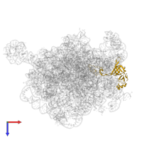 Large ribosomal subunit protein uL3 in PDB entry 8e32, assembly 1, top view.