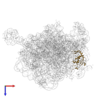 Large ribosomal subunit protein uL13 in PDB entry 8e32, assembly 1, top view.