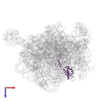 Large ribosomal subunit protein uL22 in PDB entry 8e32, assembly 1, top view.