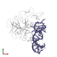 RNA (31-MER) in PDB entry 8epk, assembly 1, front view.