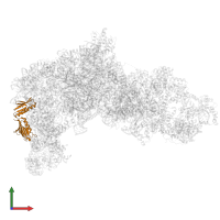 Large ribosomal subunit protein uL6A in PDB entry 8ev3, assembly 1, front view.