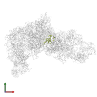 Large ribosomal subunit protein uL24 in PDB entry 8ev3, assembly 1, front view.